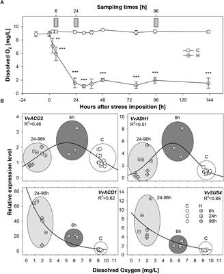 Flooding Responses on Grapevine: A Physiological, Transcriptional, and Metabolic Perspective